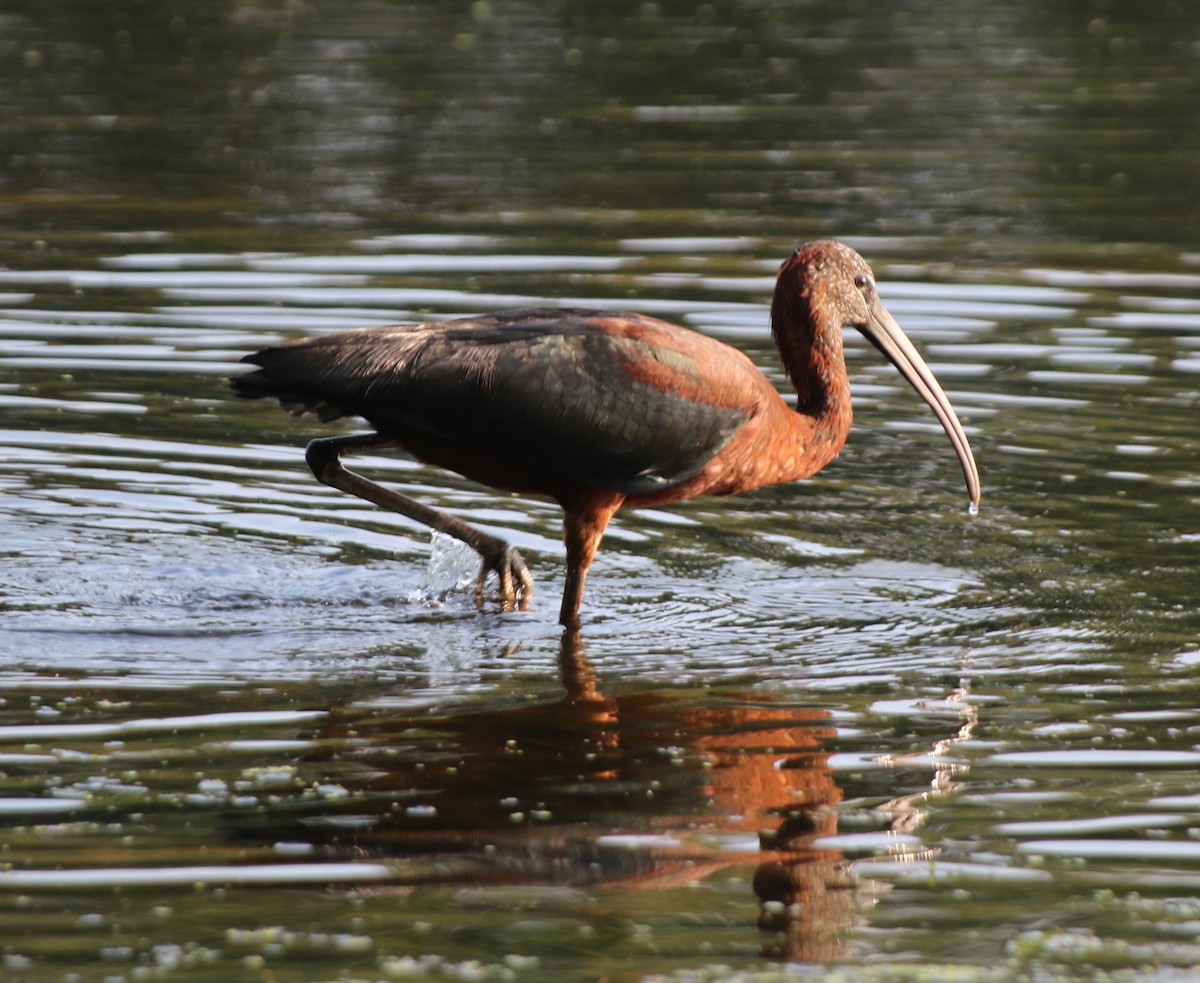 Glossy Ibis - ML622026037