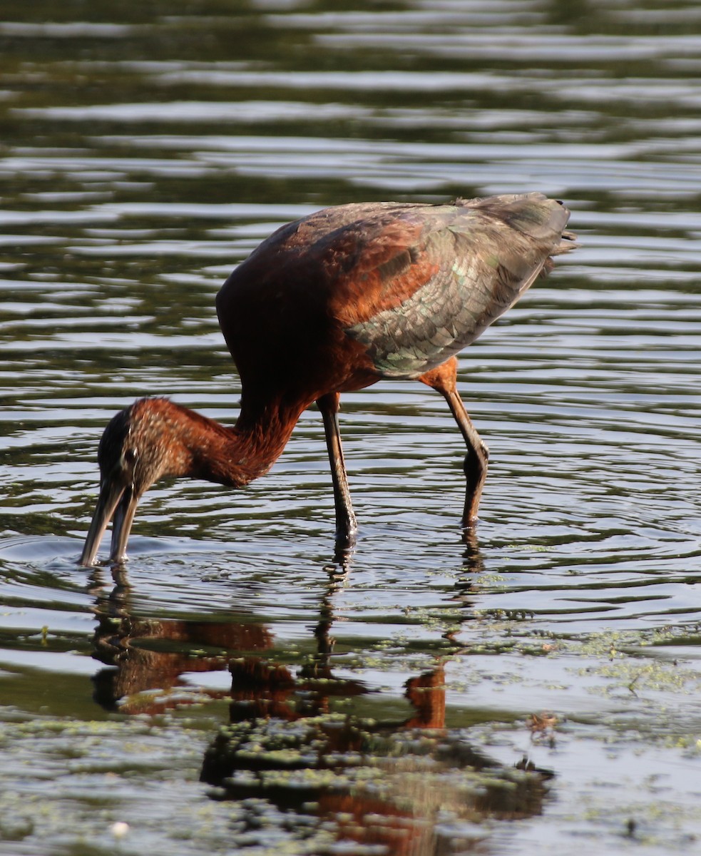 Glossy Ibis - ML622026040