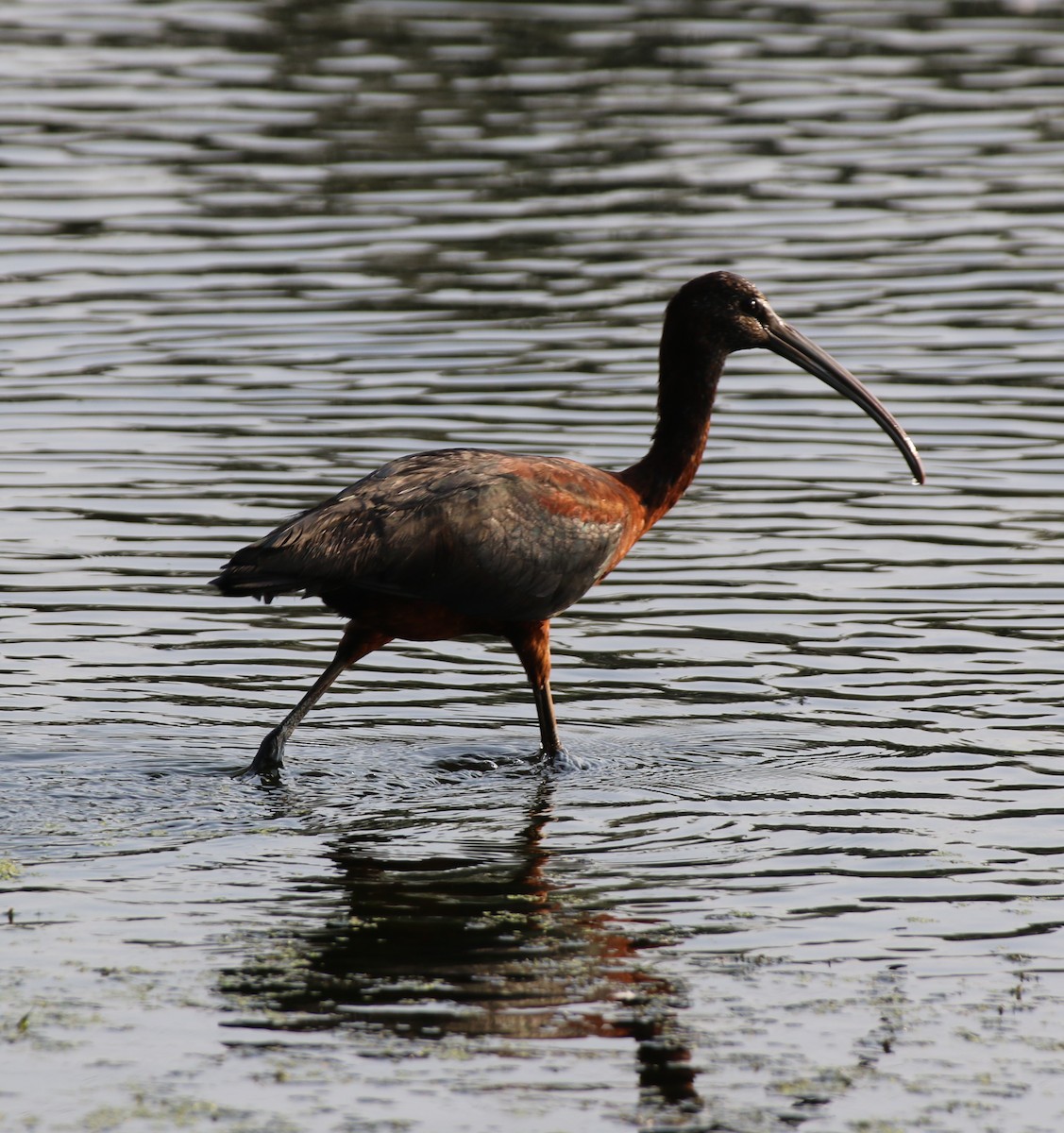 Glossy Ibis - ML622026044