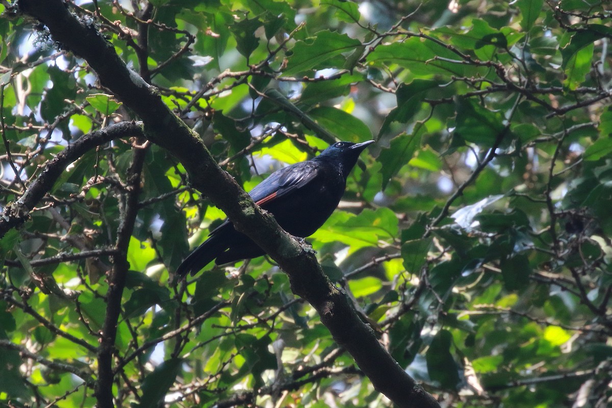 Waller's Starling - ML622026149