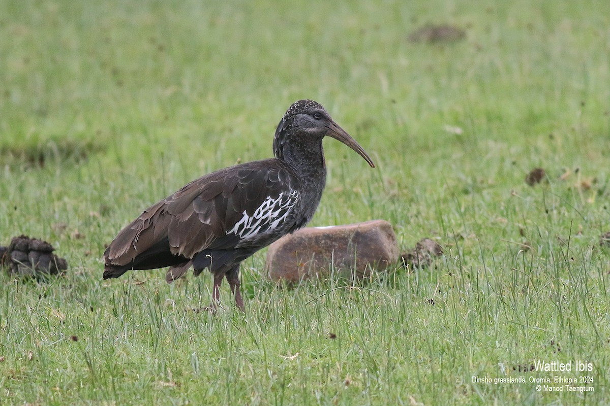 Wattled Ibis - ML622026207