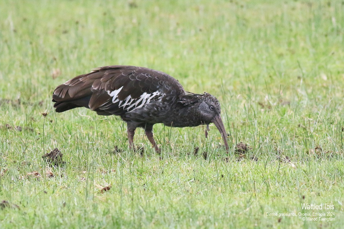 Wattled Ibis - ML622026208