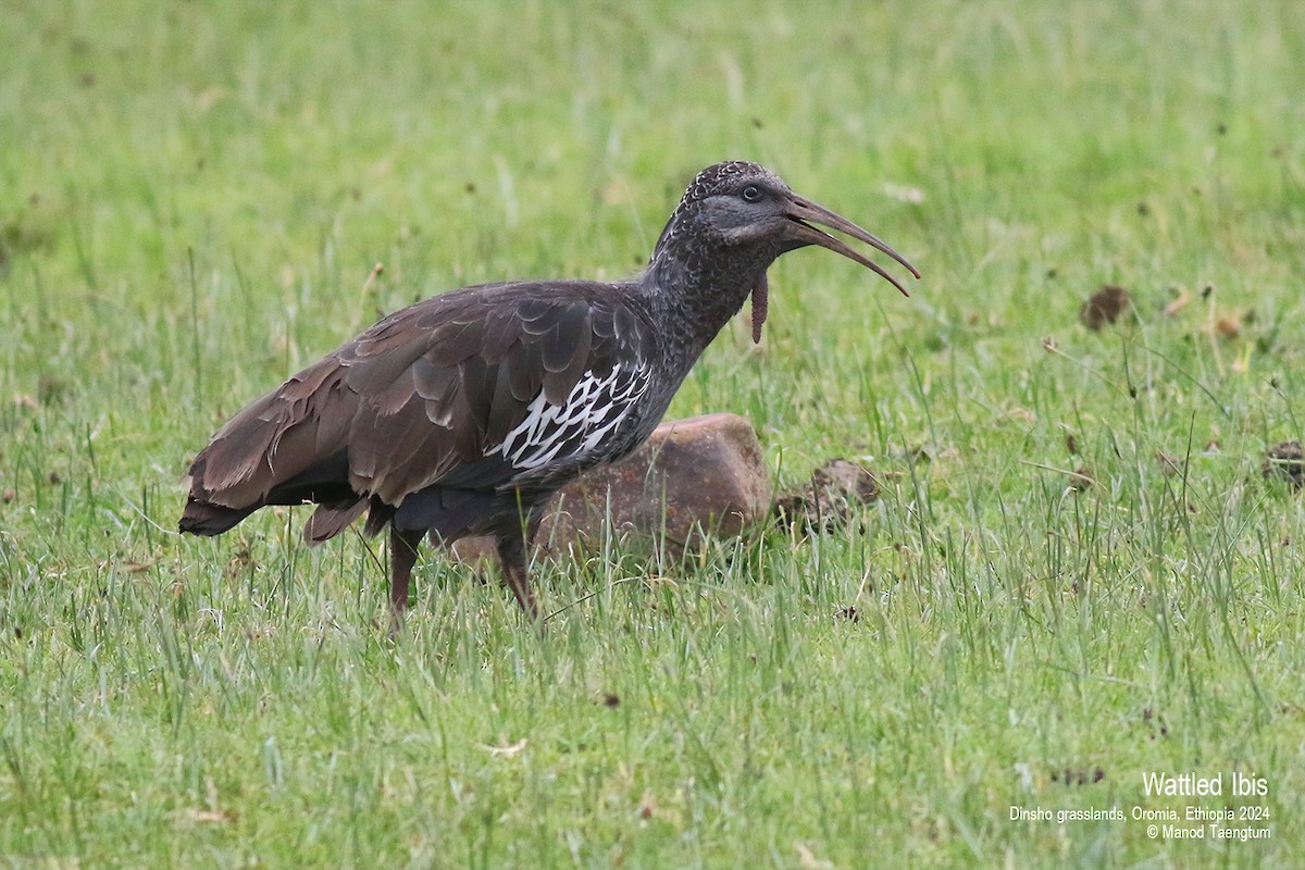 Ibis caronculé - ML622026209