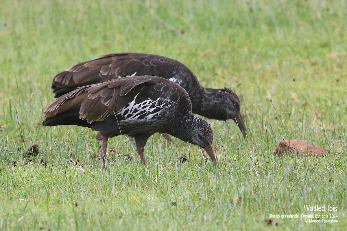 Wattled Ibis - Manod Taengtum