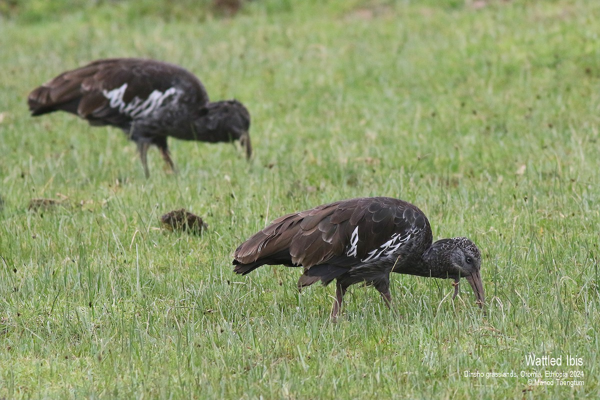 Ibis caronculé - ML622026212