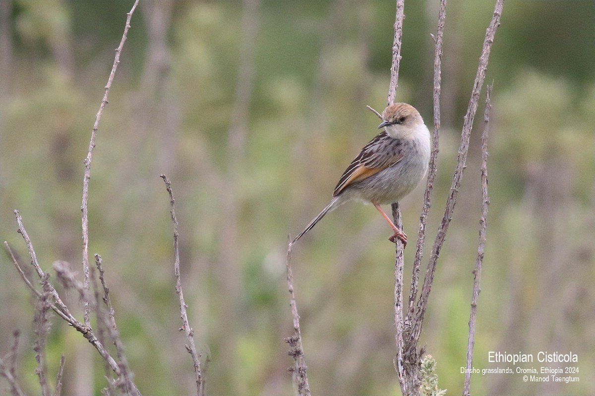 Ethiopian Cisticola - ML622026214