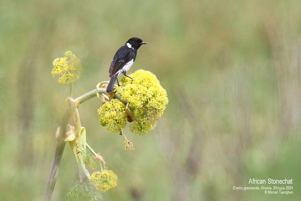 Tarier d'Afrique (albofasciatus) - ML622026218