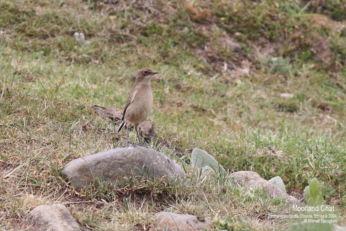 Moorland Chat (Abyssinian) - ML622026219