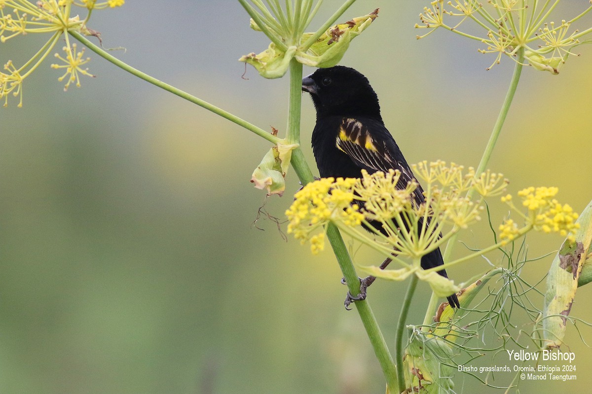 Yellow Bishop (Ethiopian) - ML622026220