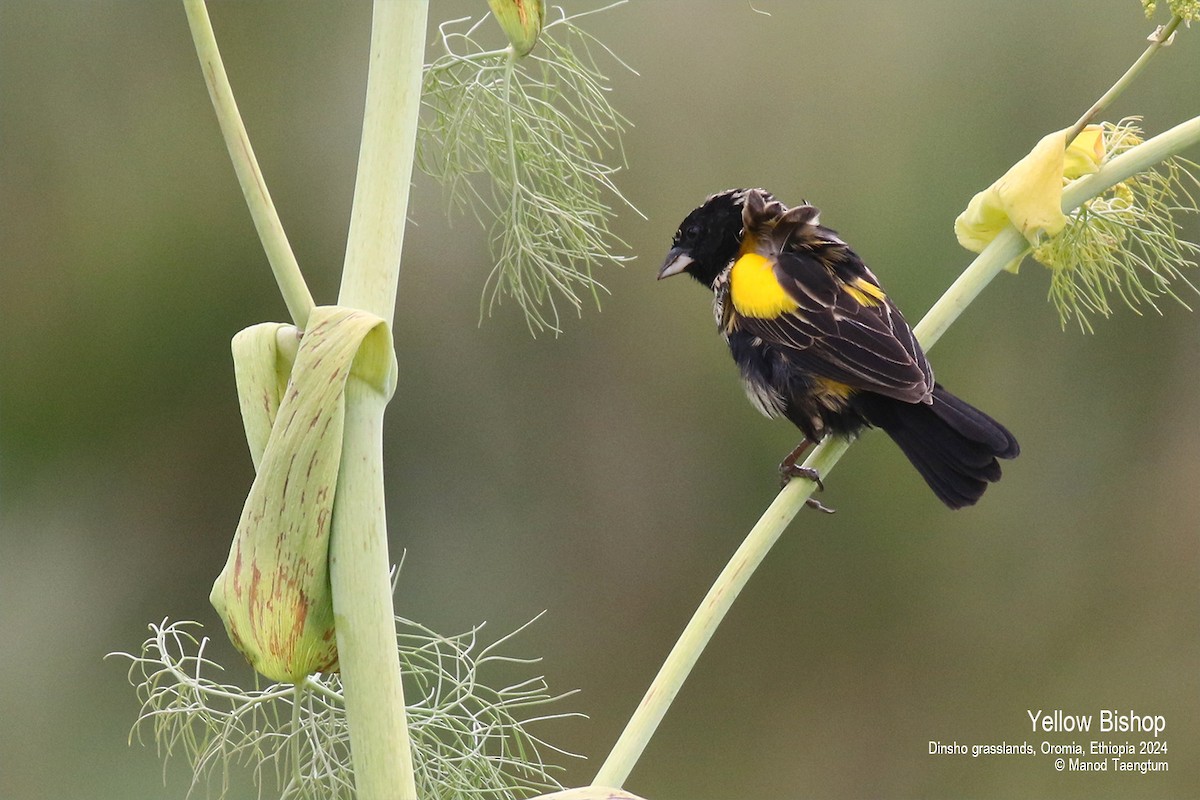 Yellow Bishop (Ethiopian) - ML622026221