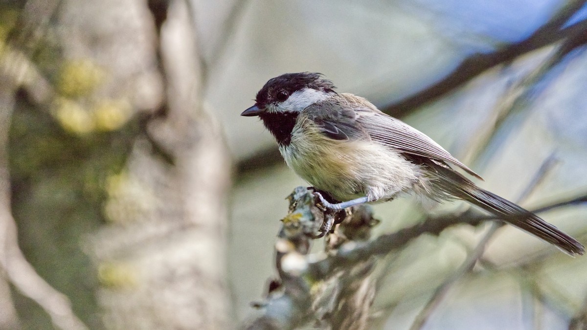 Black-capped Chickadee - Joel Weatherly