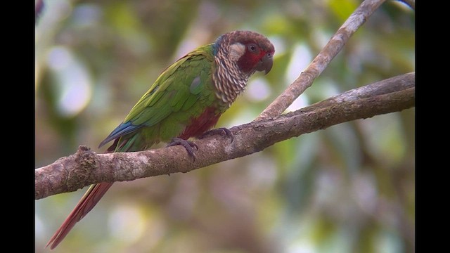 アカオウロコインコ（eisenmanni） - ML622026266