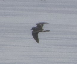 Leach's Storm-Petrel - ML622026407