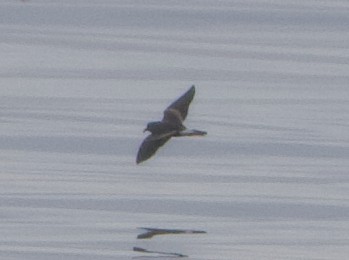 Leach's Storm-Petrel - ML622026408