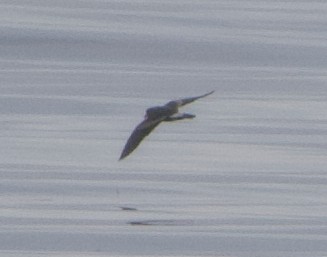 Leach's Storm-Petrel - ML622026409