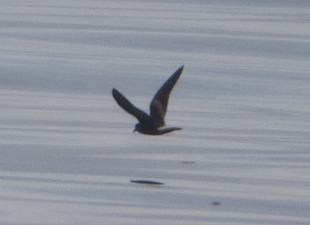 Leach's Storm-Petrel - ML622026410