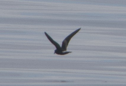 Leach's Storm-Petrel - ML622026412