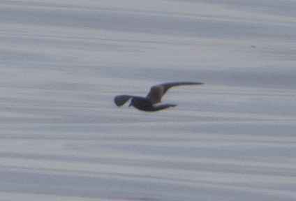 Leach's Storm-Petrel - Liam Ragan