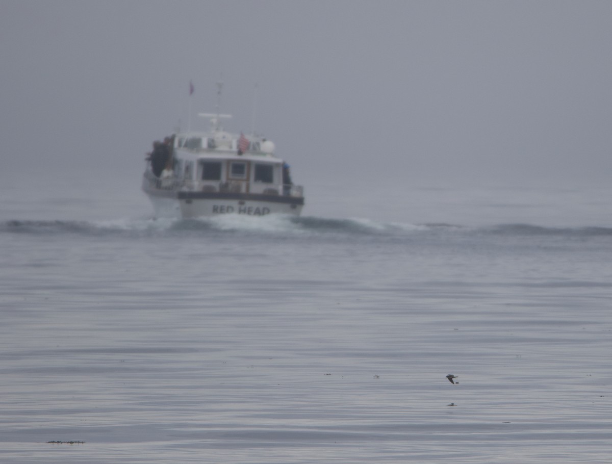 Leach's Storm-Petrel - ML622026414