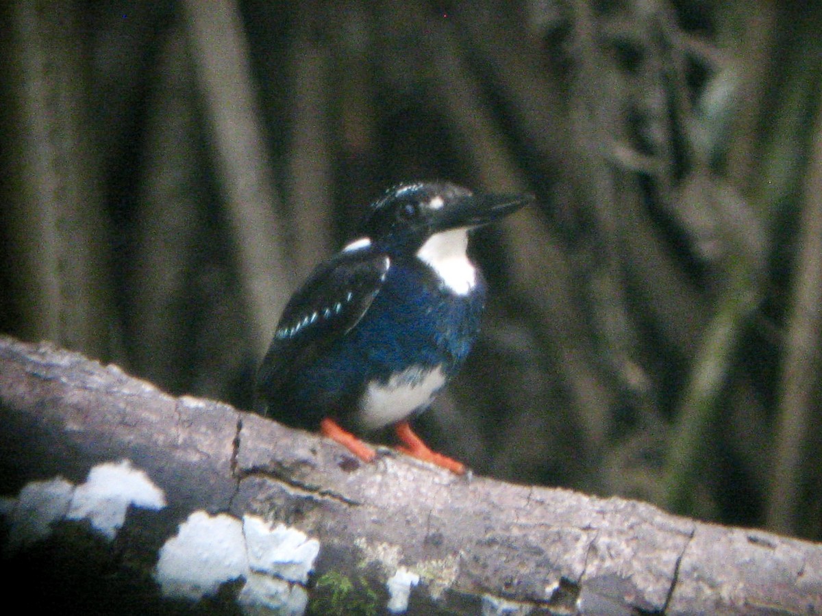 Southern Silvery-Kingfisher - ML622026437