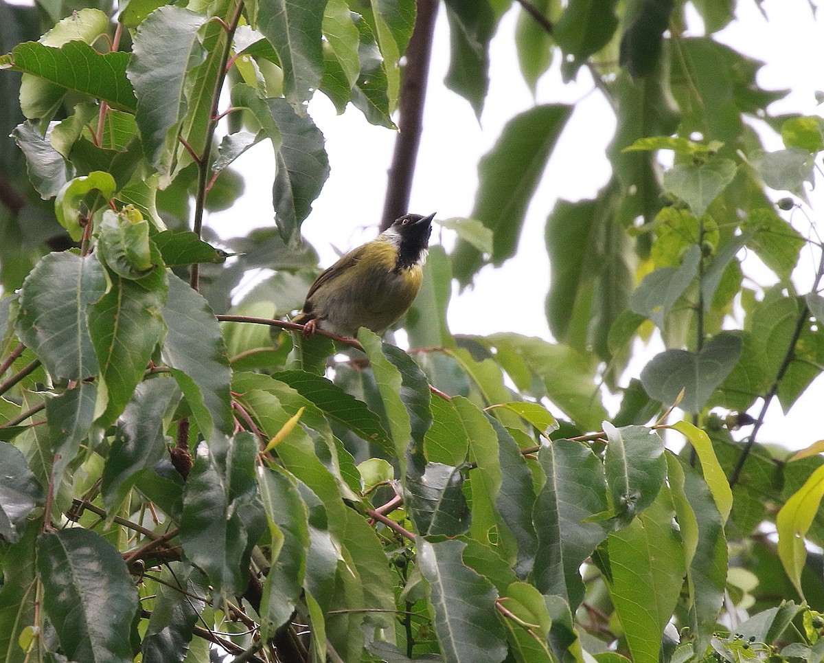 Black-faced Apalis - ML622026438