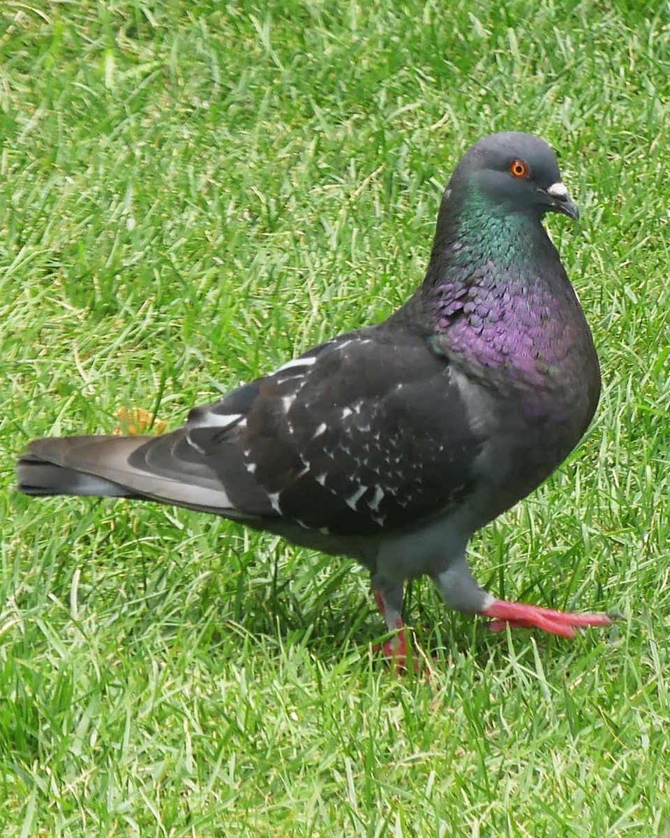 Rock Pigeon (Feral Pigeon) - ML622026441