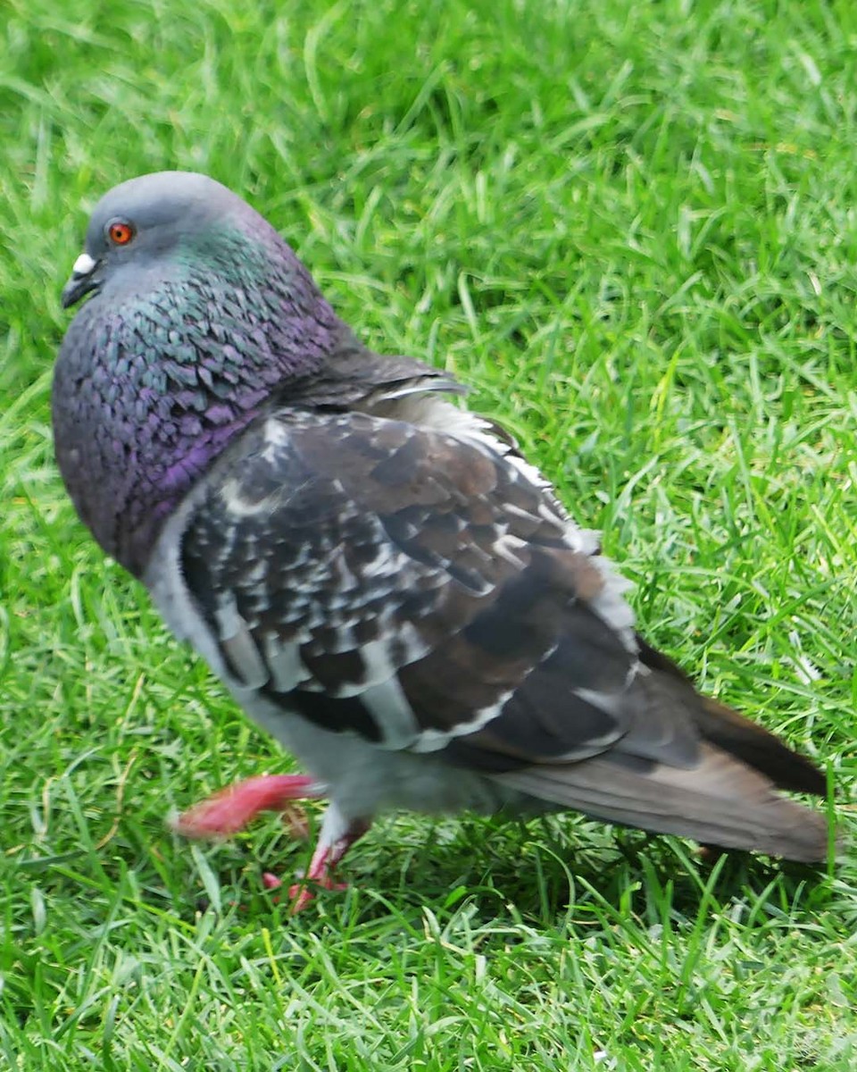 Rock Pigeon (Feral Pigeon) - ML622026442