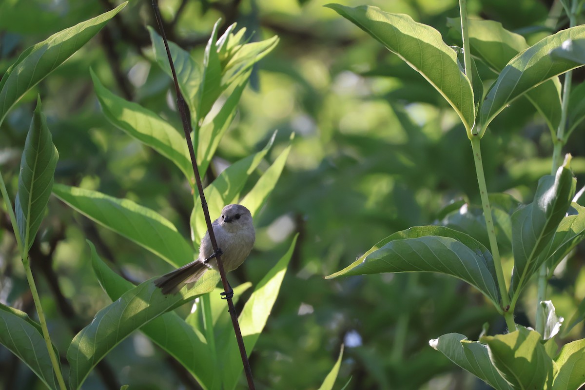 Bushtit - Daniel Gillingwater