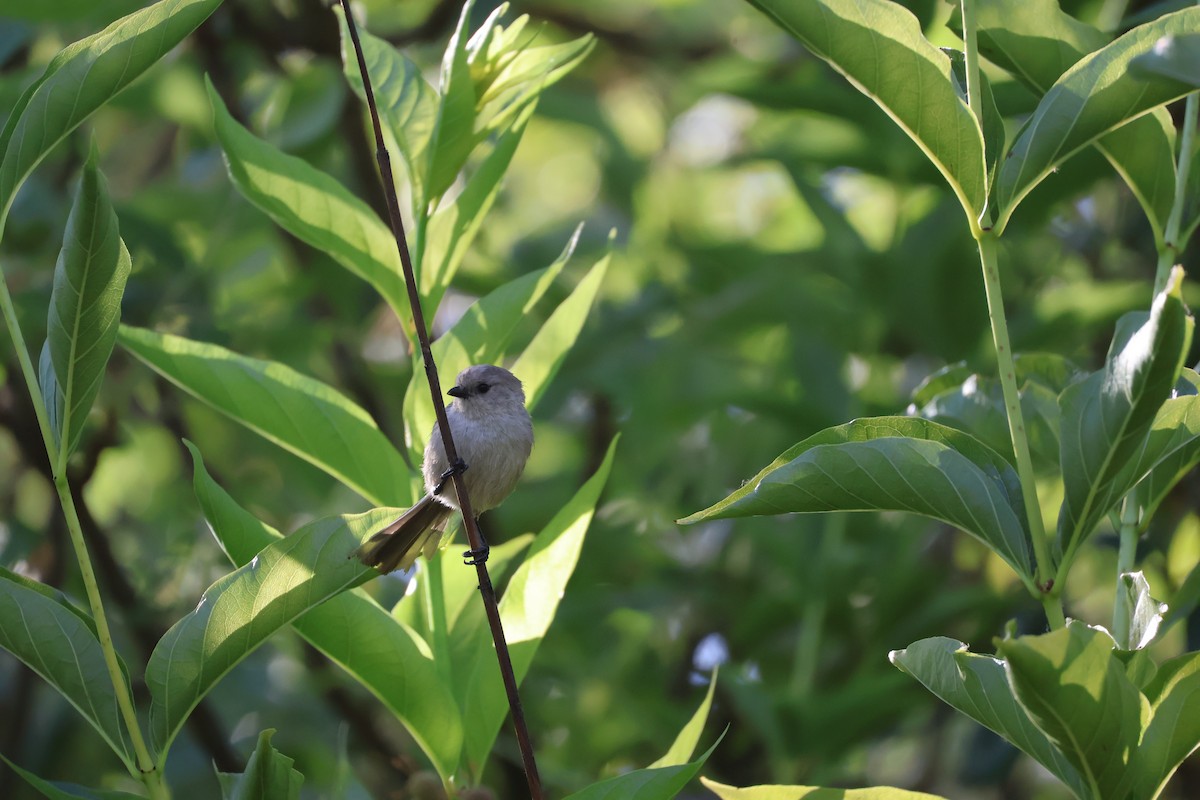 Bushtit - ML622026445