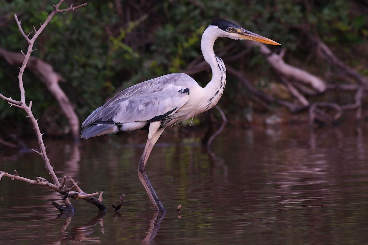 Cocoi Heron - ML622026494