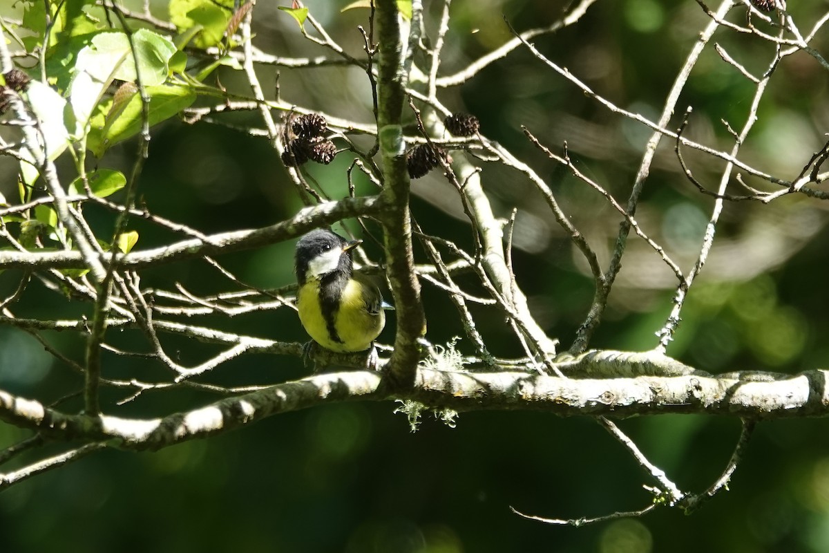 Green-backed Tit - ML622026507