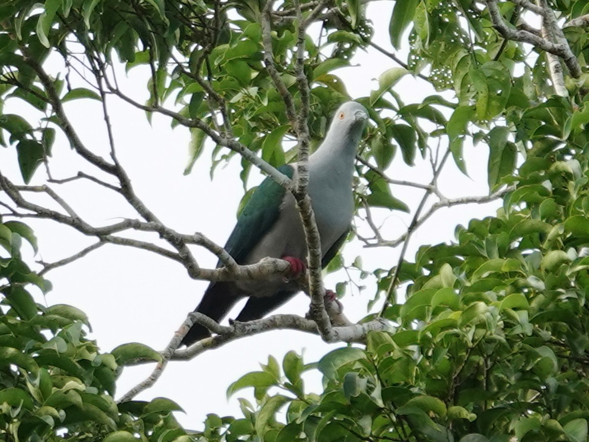 Geelvink Imperial-Pigeon - ML622026548