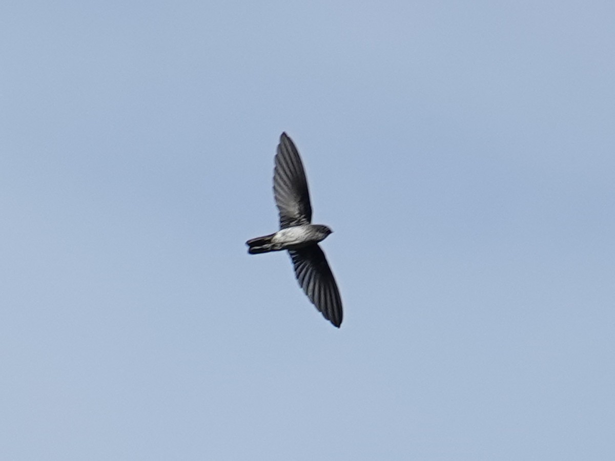 Glossy Swiftlet - ML622026563