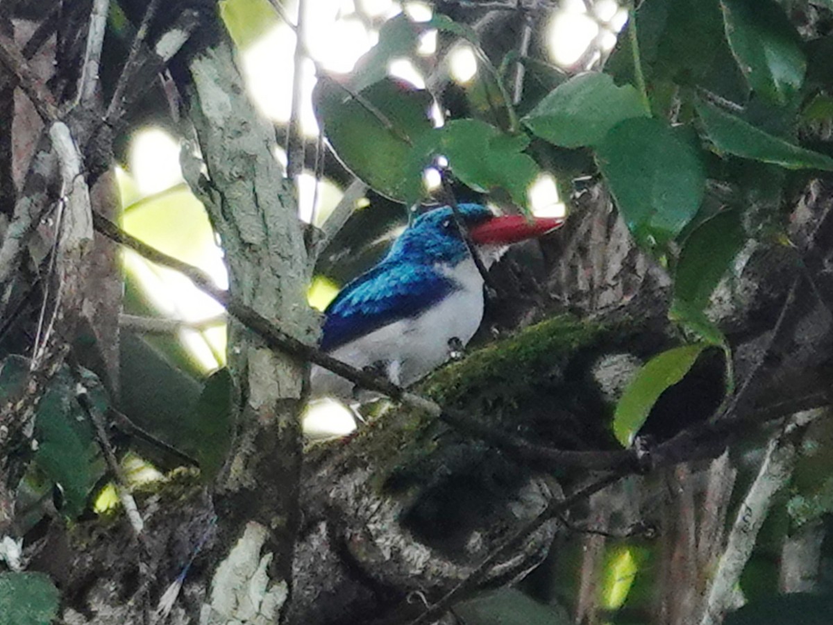 Biak Paradise-Kingfisher - ML622026568