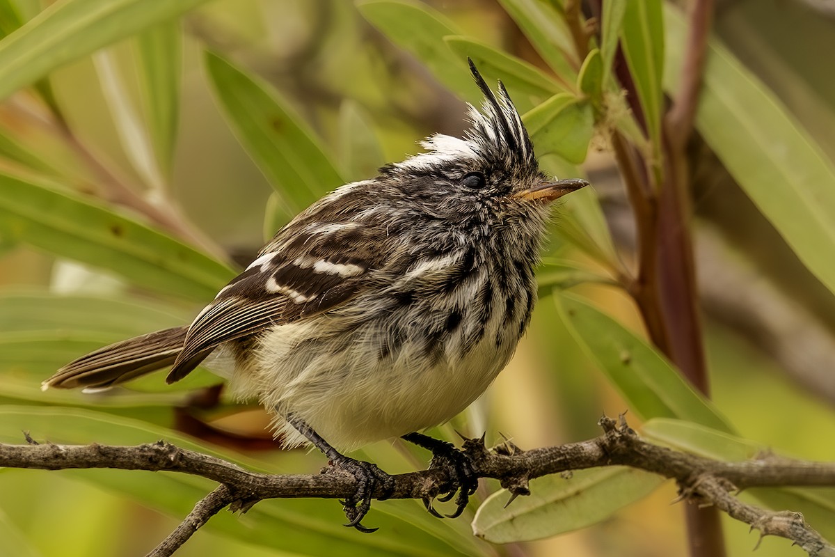 Pied-crested Tit-Tyrant - Jose Juan Pamplona