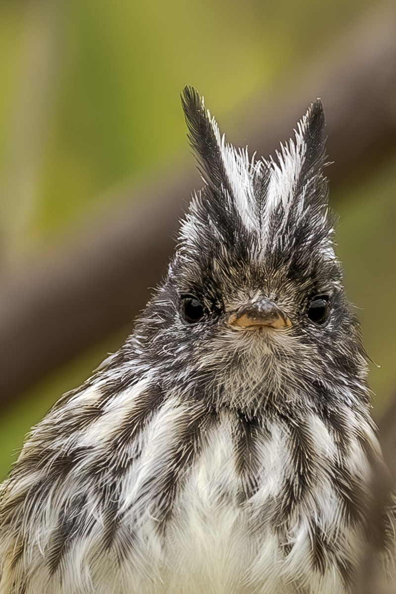 Pied-crested Tit-Tyrant - Jose Juan Pamplona