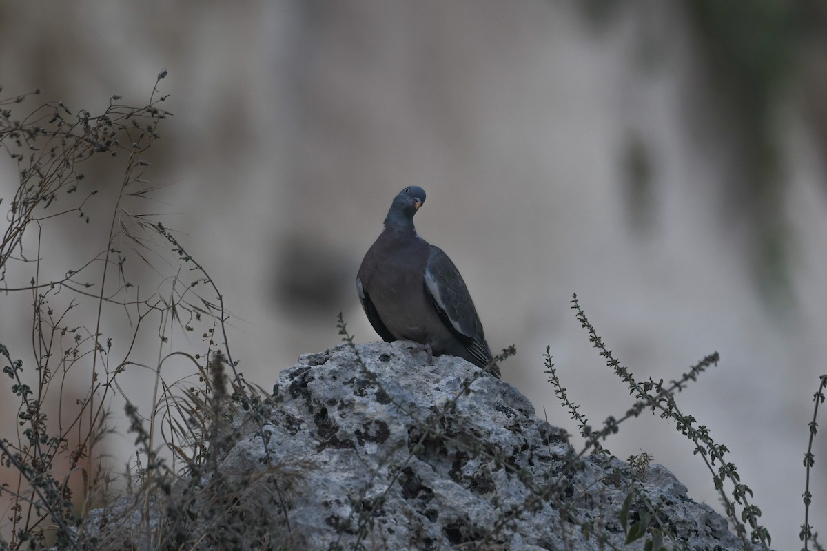 Common Wood-Pigeon - Jessica Coss