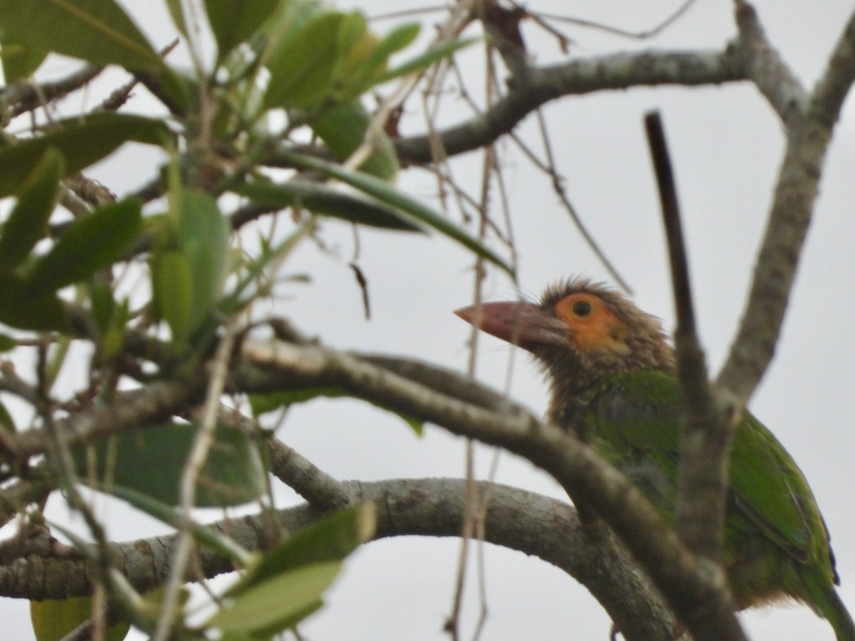 Brown-headed Barbet - ML622026717