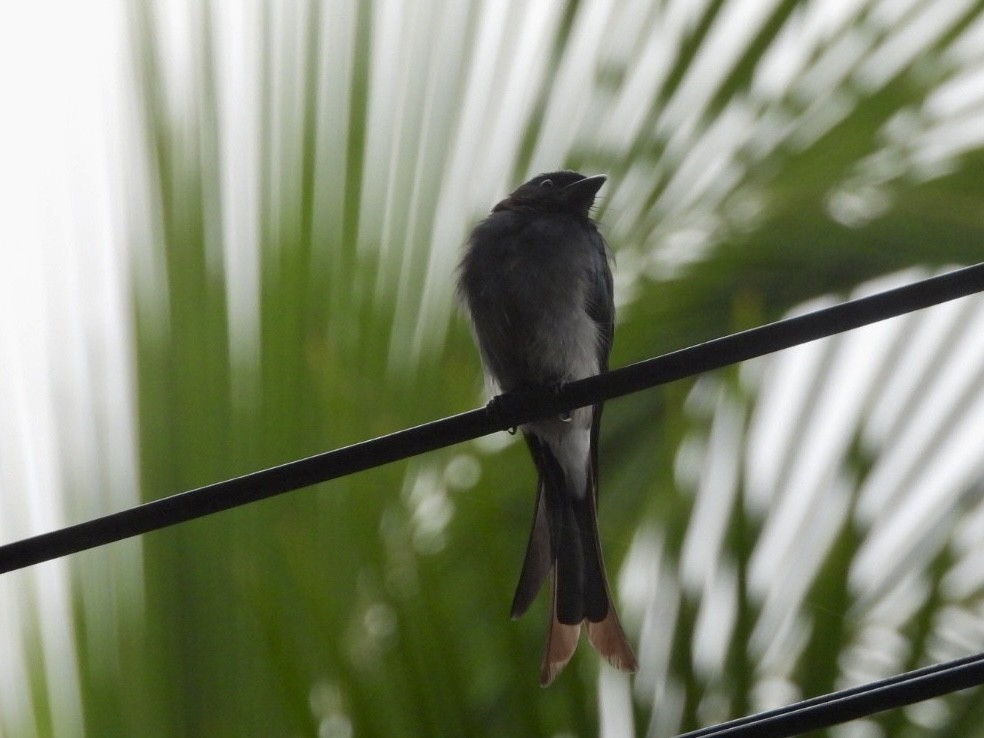 White-bellied Drongo - ML622026733