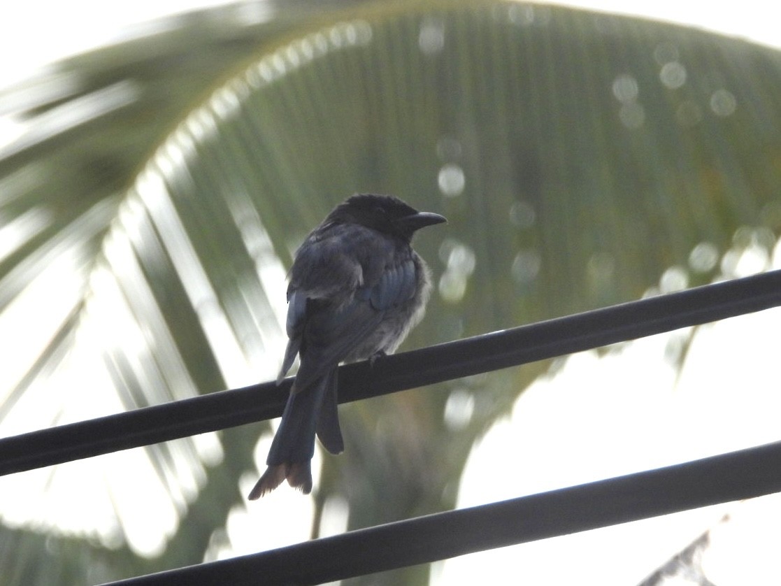 White-bellied Drongo - ML622026734