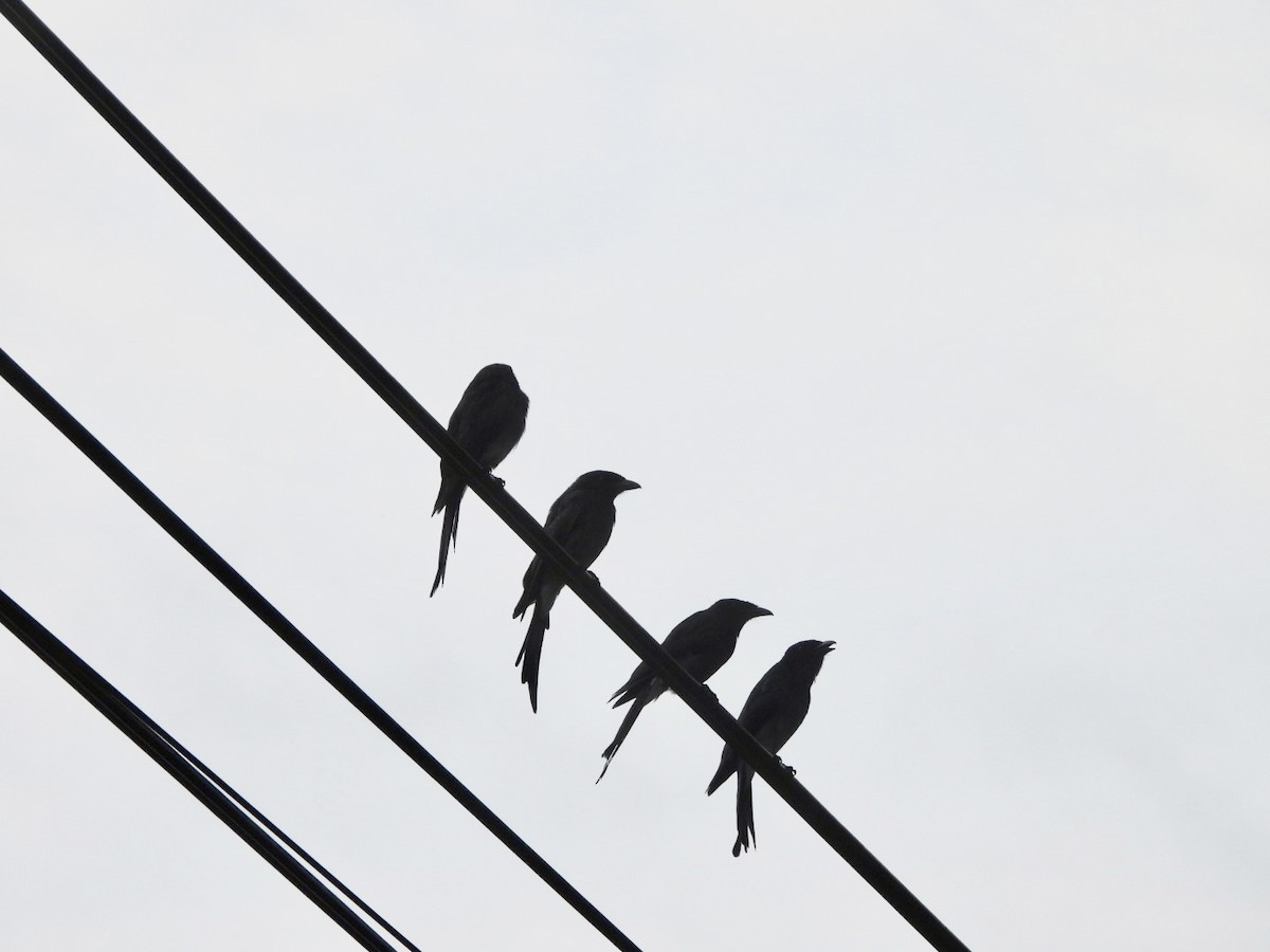 White-bellied Drongo - ML622026735