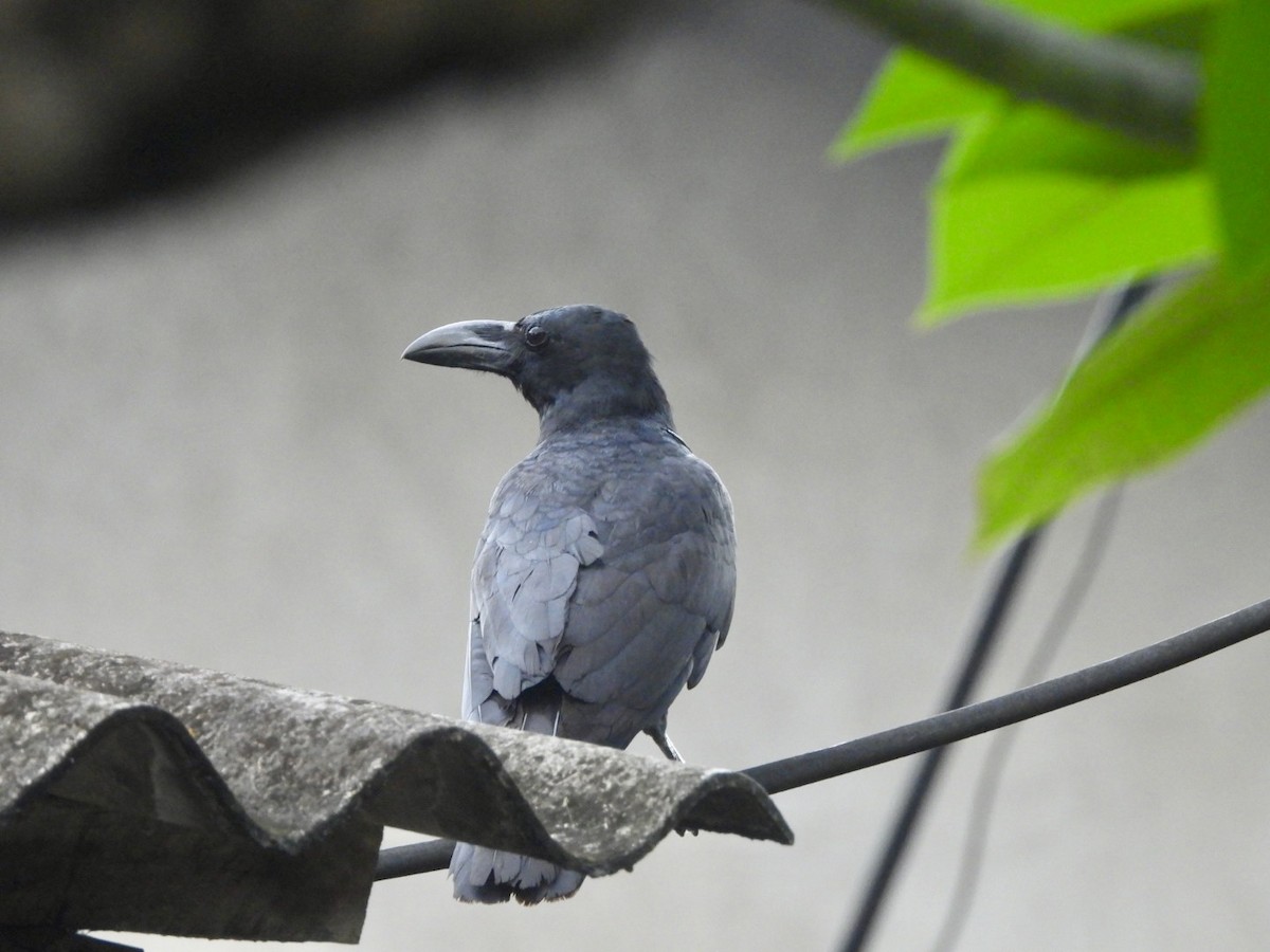 House Crow - ML622026740