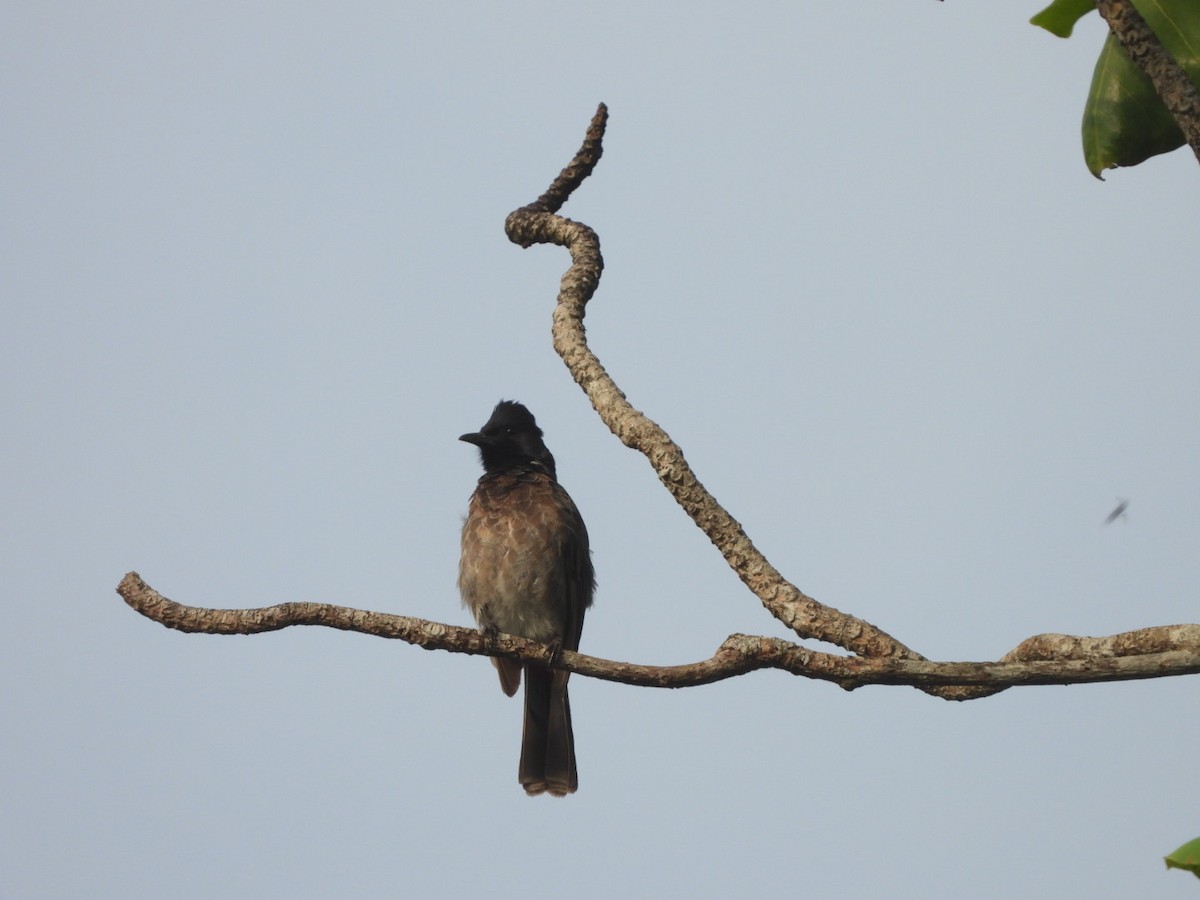 Red-vented Bulbul - ML622026745