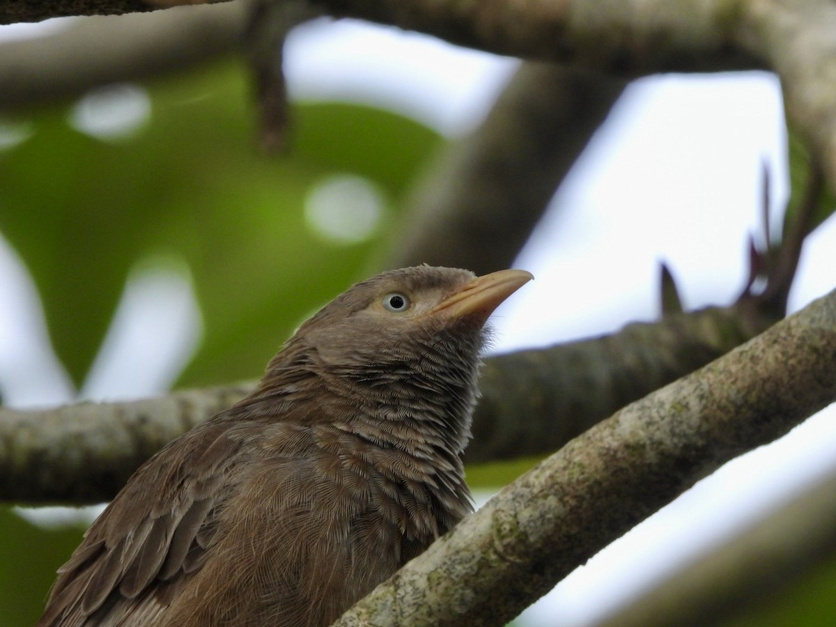 Yellow-billed Babbler - ML622026749