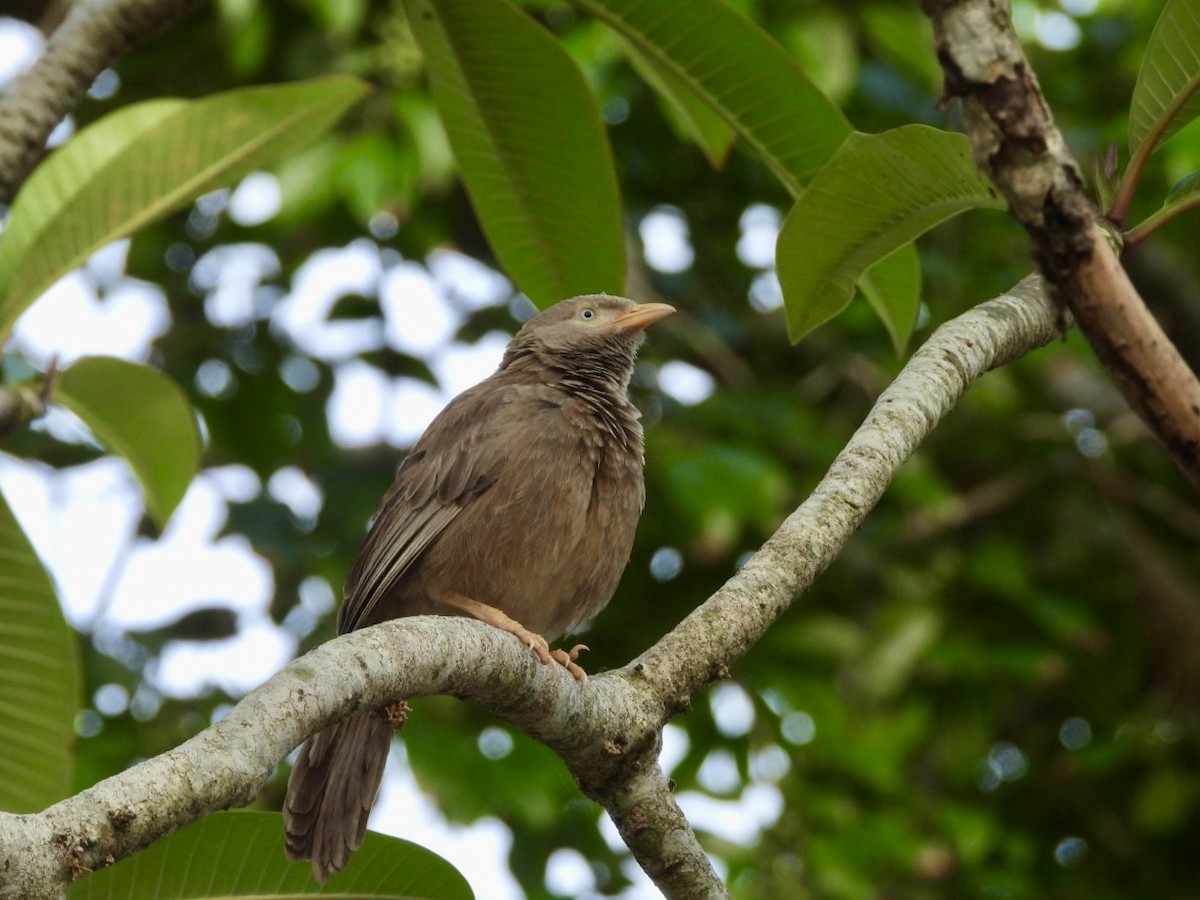 Yellow-billed Babbler - ML622026750