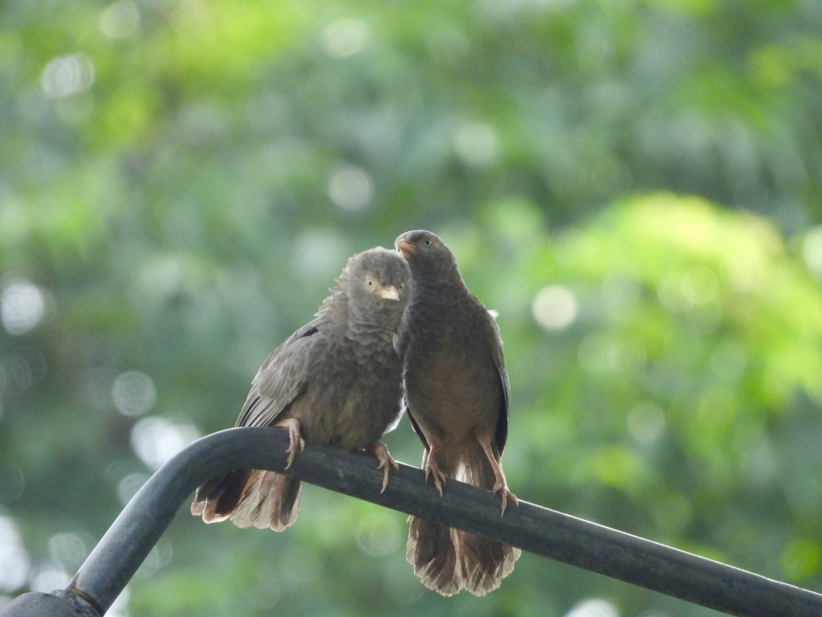 Yellow-billed Babbler - ML622026751