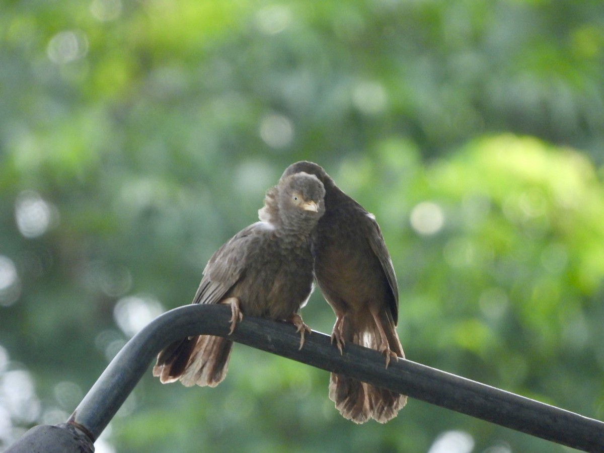 Yellow-billed Babbler - ML622026752