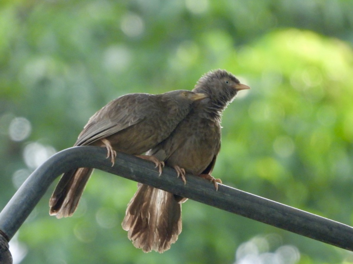 Yellow-billed Babbler - ML622026753