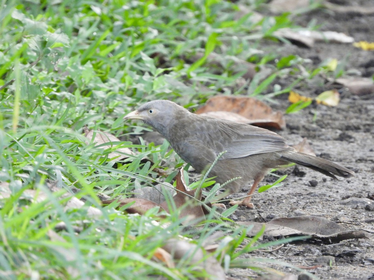 Yellow-billed Babbler - ML622026754