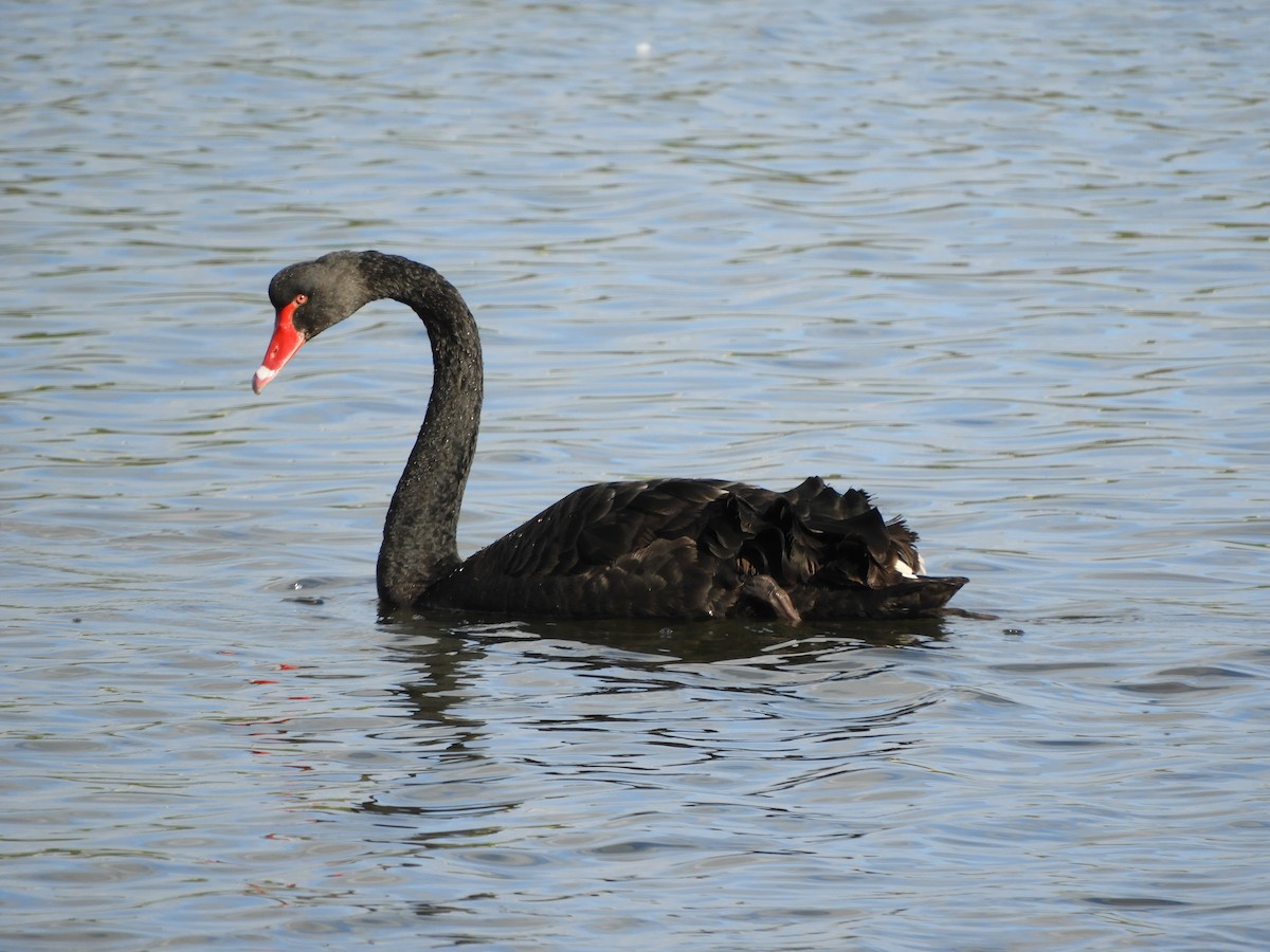 Black Swan - ML622026773